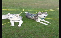 Siberian Husky dogs for sale: Beautiful Husky puppy Black and white, hazel eyes - Image 4
