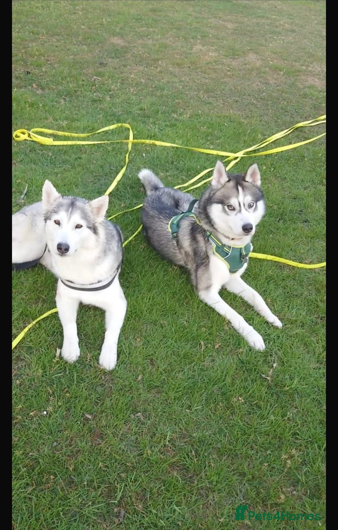 Siberian Husky dogs for sale: Beautiful Husky puppy Black and white, hazel eyes - Image 4