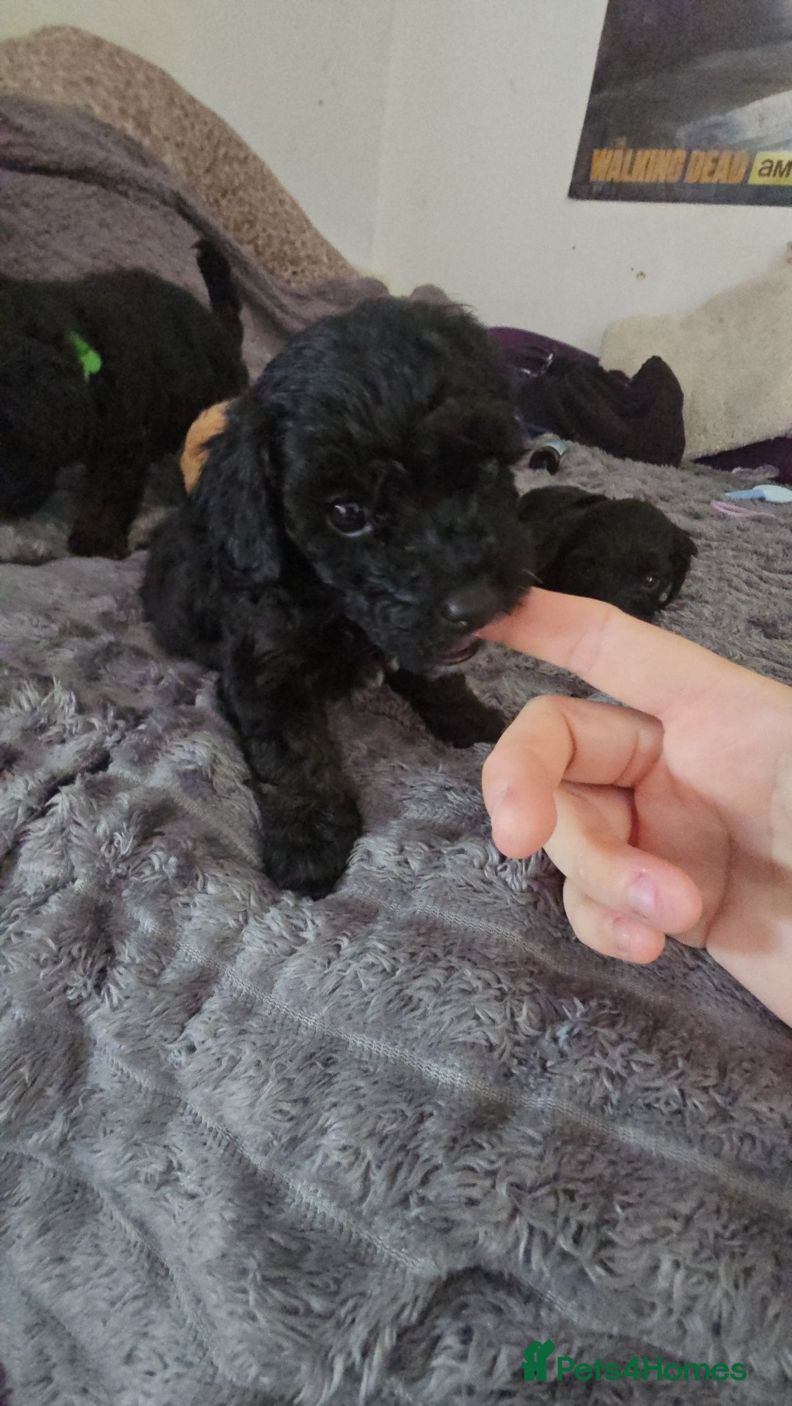 Mixed Breed dogs for sale: Cockapoo/ yorkiepoo mix in Saint Leonards-on-sea - Advert 7