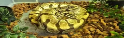 Mixed Breed reptiles for sale: Ball Pythons And Corn Snake For Sale - Advert 8