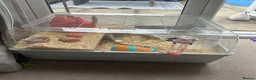 Hamster rodents for sale: Hamster and accessories plz read description  - Advert 5