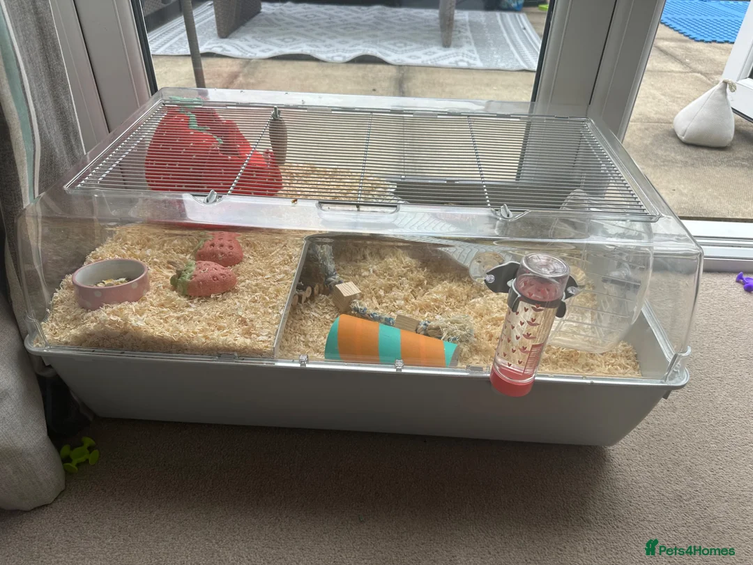 Hamster rodents for sale: Hamster and accessories plz read description  - Advert 5