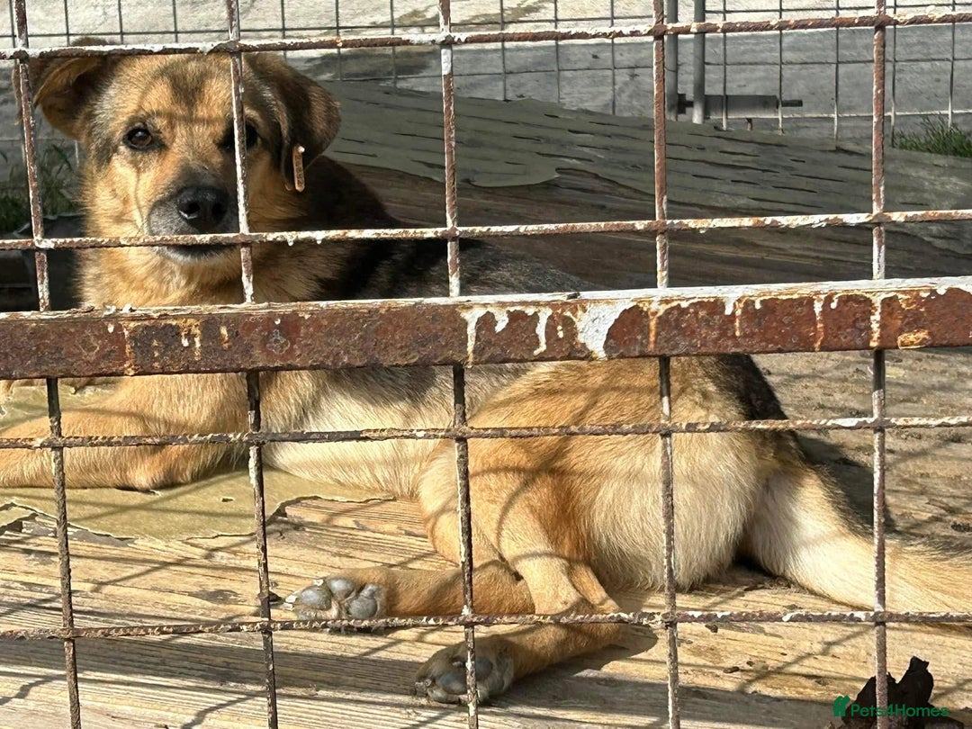 Mixed Breed dogs for adoption: Einstein - Norwich Norfolk  in Norwich - Image 17