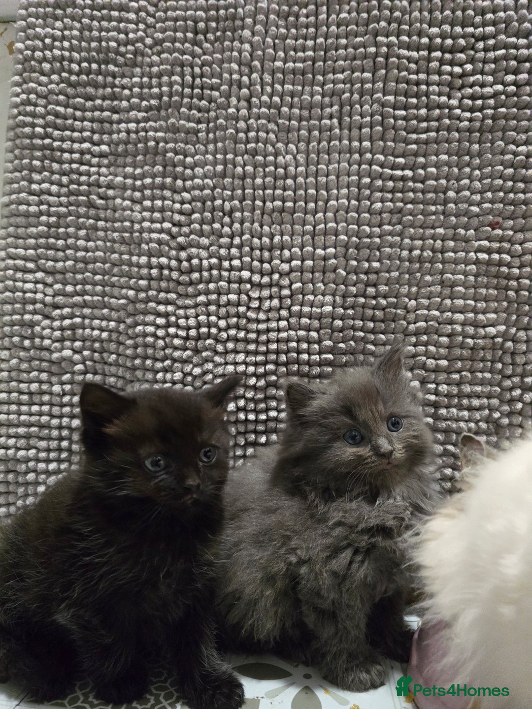 Ragdoll cats for sale: Gorgeous half ragdolls - Advert 10