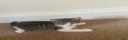 British Shorthair cats for sale: Kittens  - Advert 10