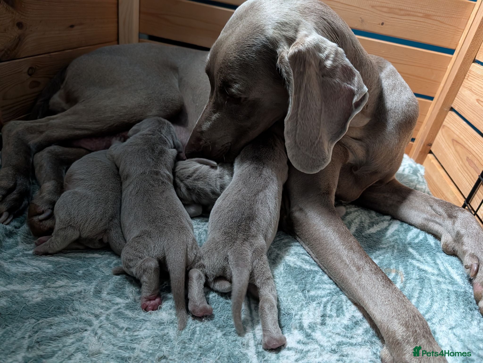 Weimaraner dogs KC reg amazing quality Weimaraner pups - Advert 3