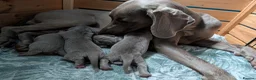 Weimaraner dogs for sale: KC reg amazing quality Weimaraner pups in Glasgow - Advert 2