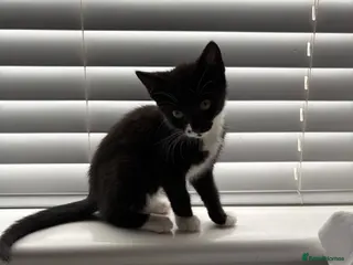 Mixed Breed cats 5 black and white kittens - Advert 16