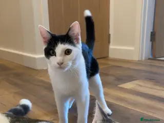 Mixed Breed cats 6 Month Old Adorable Mix Breed Brother and Sister. in Cardiff - Advert 1