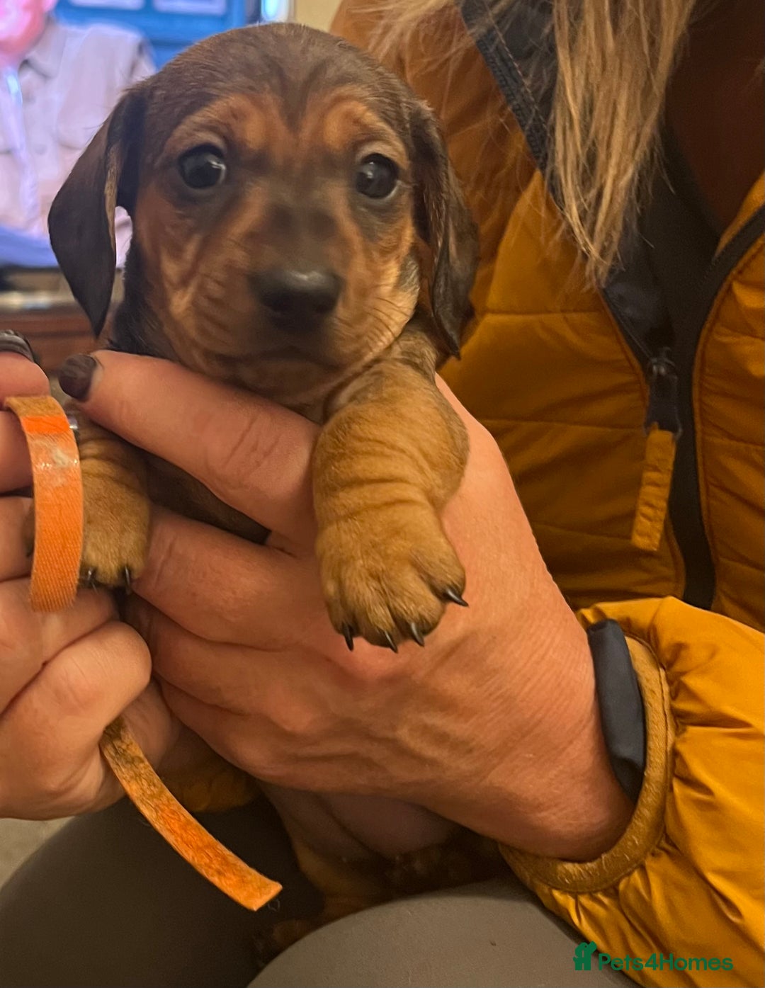 Miniature Dachshund dogs for sale: KC, PRA clear miniature smooth dachshund puppies - Advert 2