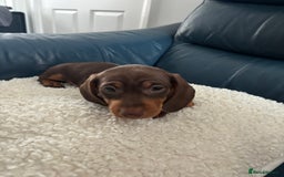 Dachshund dogs for sale: Miniture dachshund  - Image 8