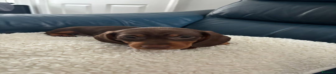Dachshund Puppy 4