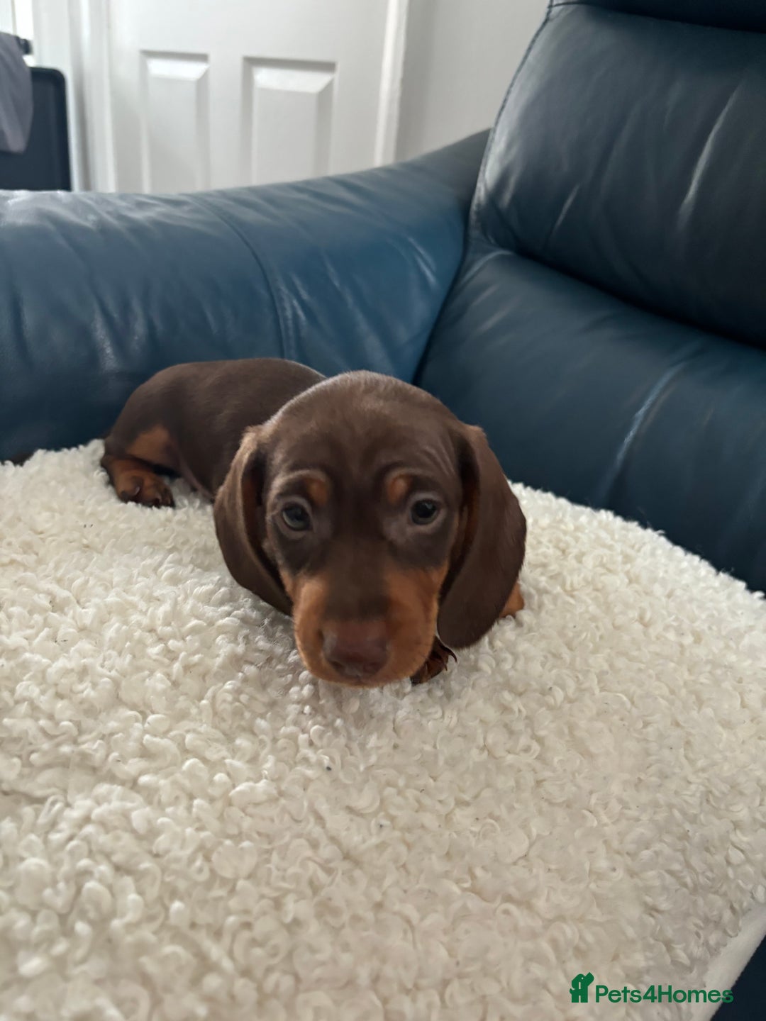 Dachshund dogs for sale: Miniture dachshund  - Image 8
