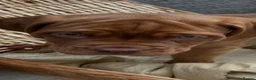Dogue De Bordeaux dogs for sale: Bordeaux Babies - Advert 10