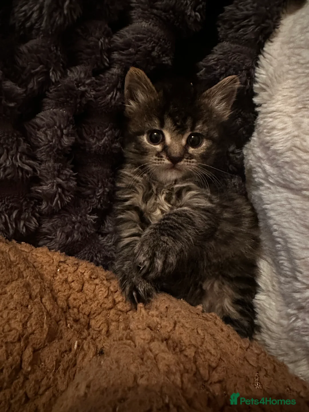 Mixed Breed cats for sale: Kittens - Advert 7