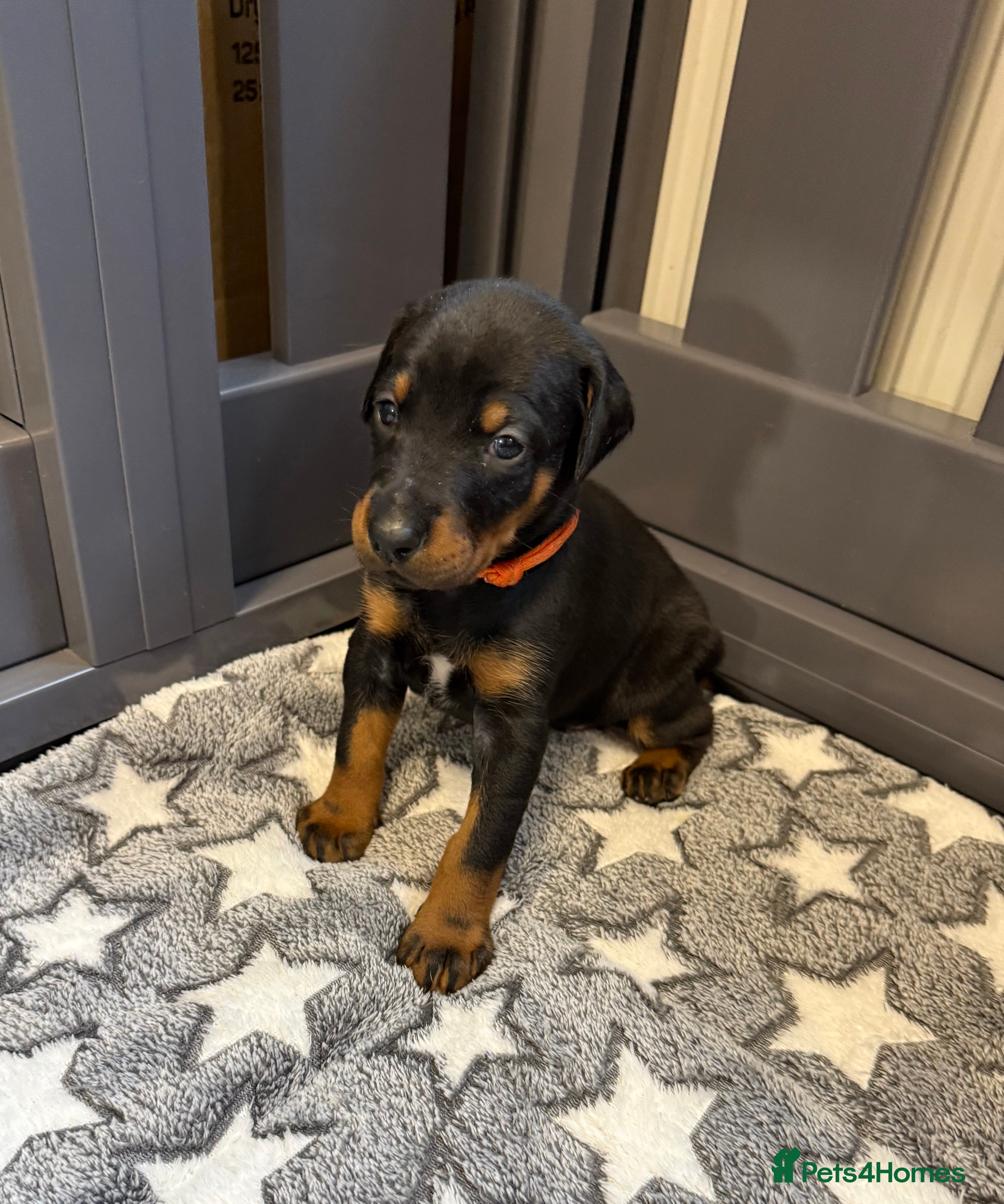 Dobermann dogs 🩷 Only 2 girls left - RKC Dobermann Puppies 🩷 - Advert 2