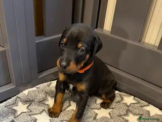 Dobermann dogs 🩷 Only 2 girls left - RKC Dobermann Puppies 🩷 - Advert 7