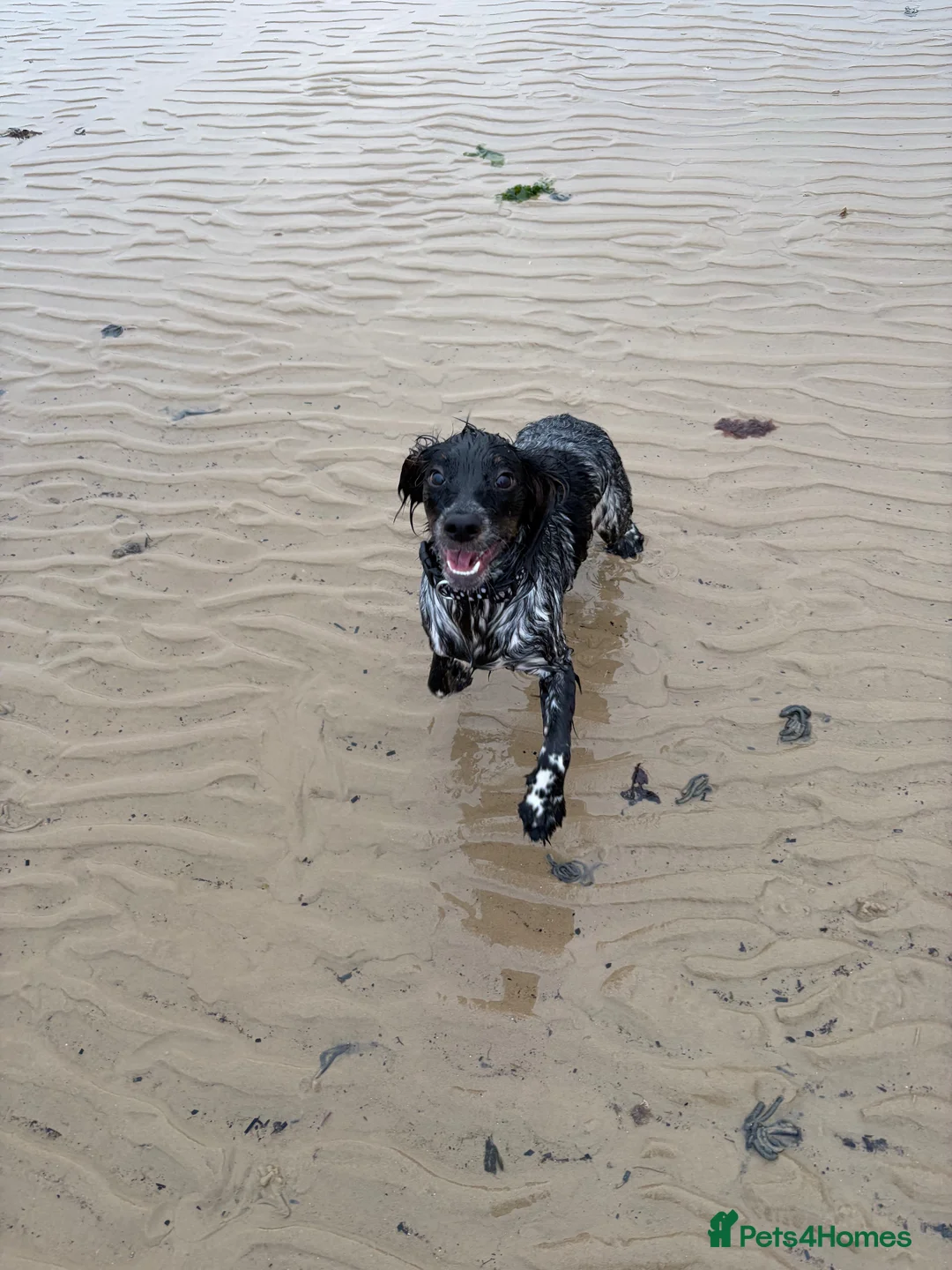 Cocker Spaniel dogs for sale: 9 month cocker bitch puppy - Advert 2