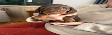 Miniature Dachshund 1