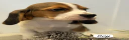 Beagle dogs for sale: ** Full pedigree beautiful beagles ** - Advert 6