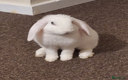 English Lop rabbits for sale: Female white english lop - Image 1