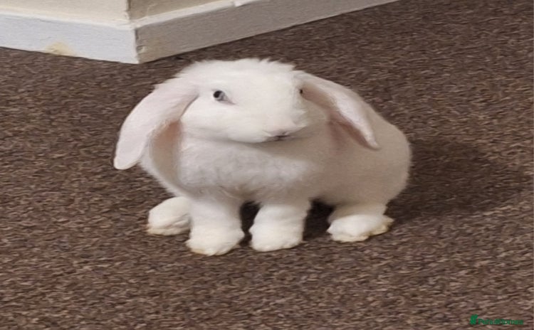 English Lop rabbits - Advert 1