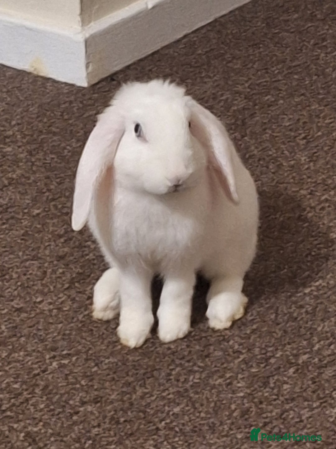 English Lop rabbits for sale: Female white english lop - Image 1