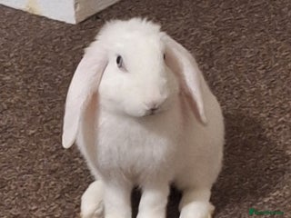 English Lop rabbits - Advert 1