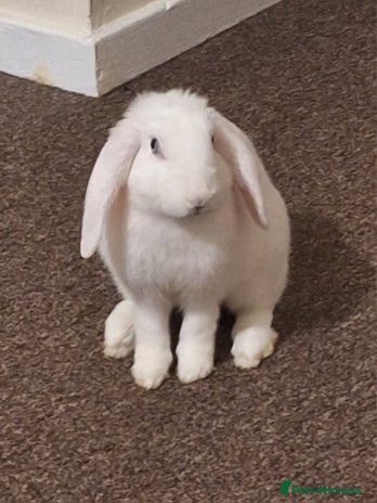English Lop rabbits - Advert 1