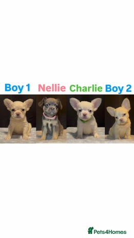 French Bulldog dogs - Advert 1