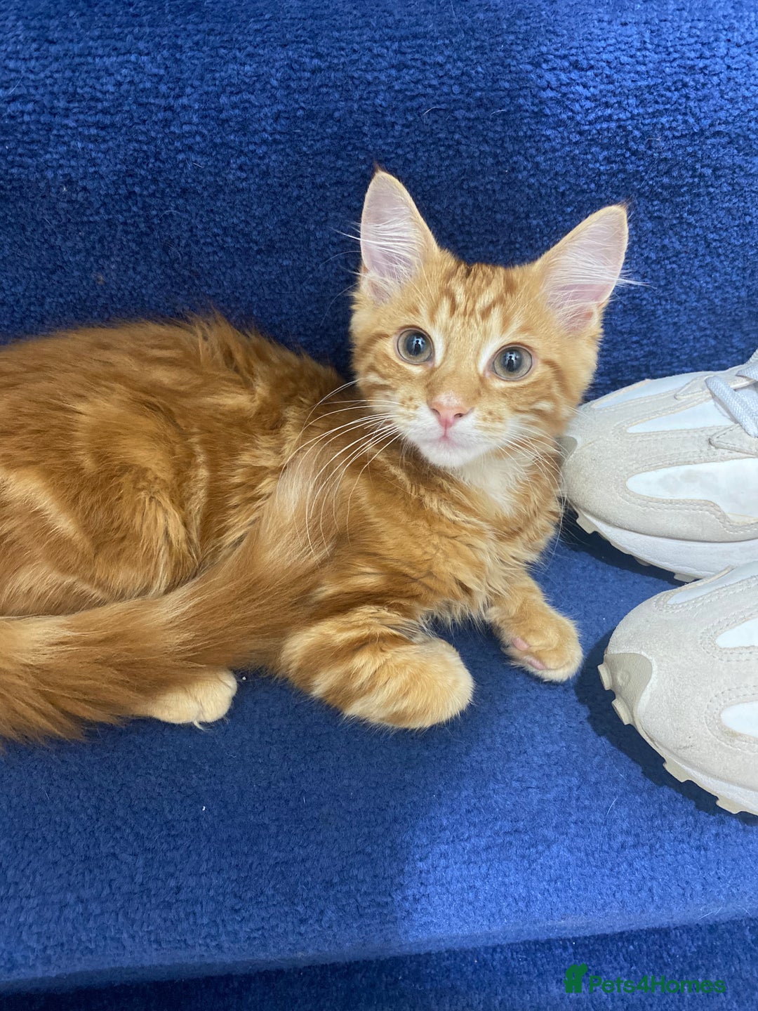 British Longhair cats for sale: Affectionate kittens ready for forever homes. - Image 4