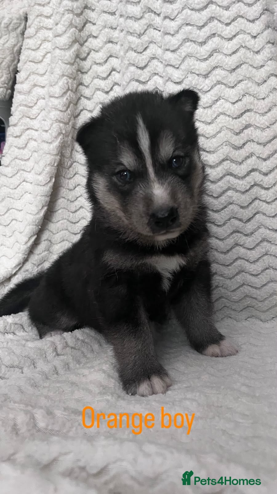 Siberian Husky dogs Beautiful husky pups - Advert 2