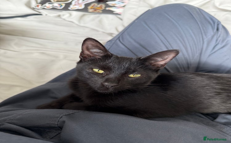 Domestic Shorthair cats - Advert 5