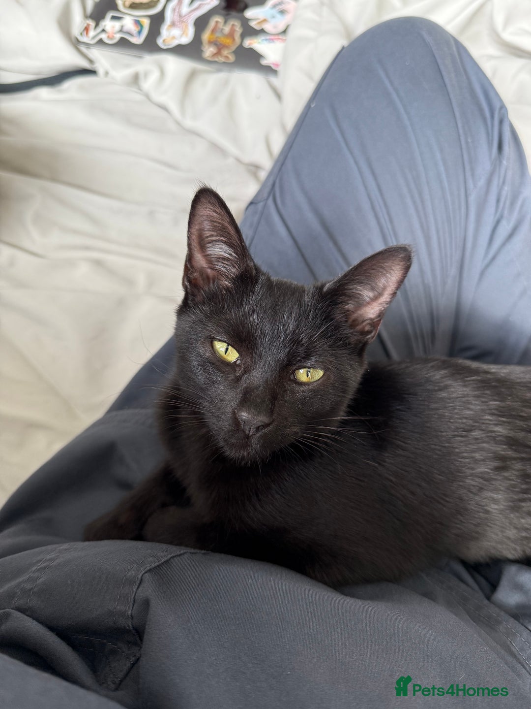 Domestic Shorthair cats for sale: female black kitten  - Image 1