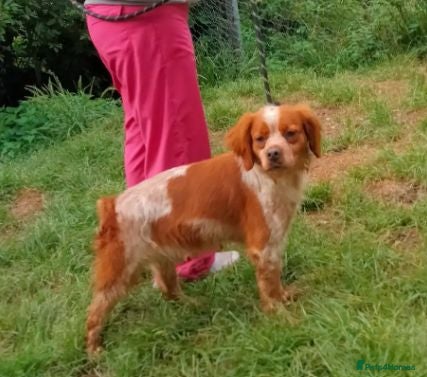 Brittany Spaniel dogs Xirius - Advert 2