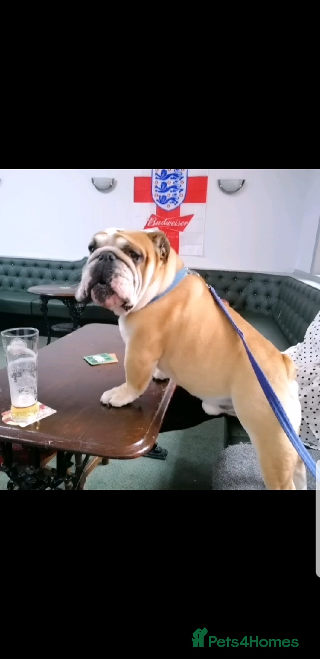 English Bulldog dogs Very proven English bulldog  in Leigh - Advert 15