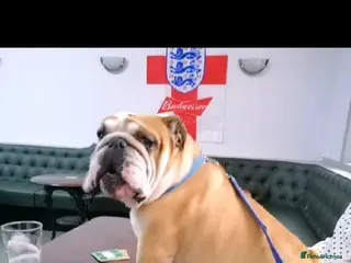 English Bulldog dogs Very proven English bulldog in Leigh - Advert 19