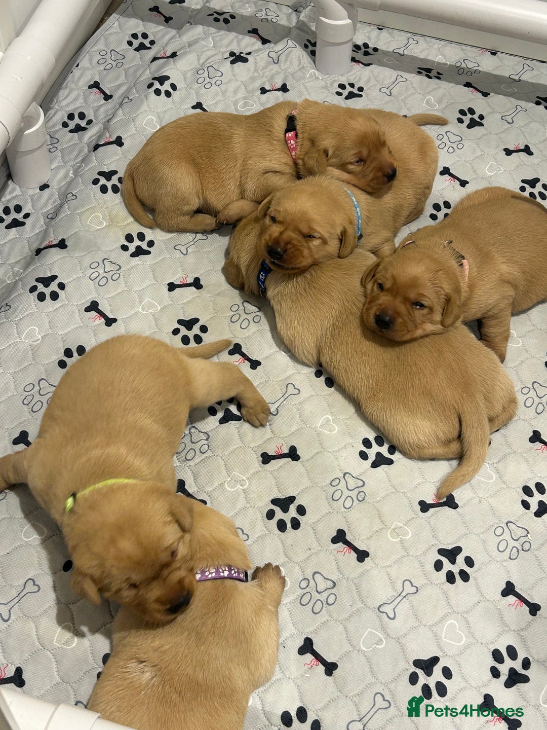 Labrador Retriever dogs for sale: Labrador puppies for sale  - Advert 5