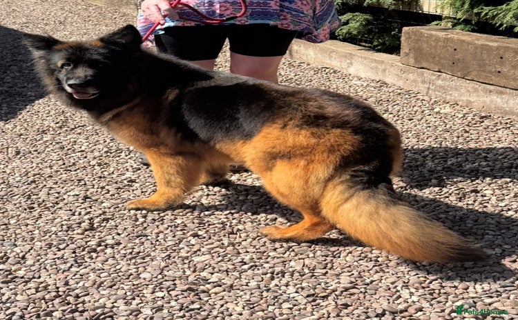 German Shepherd dogs - Advert 14