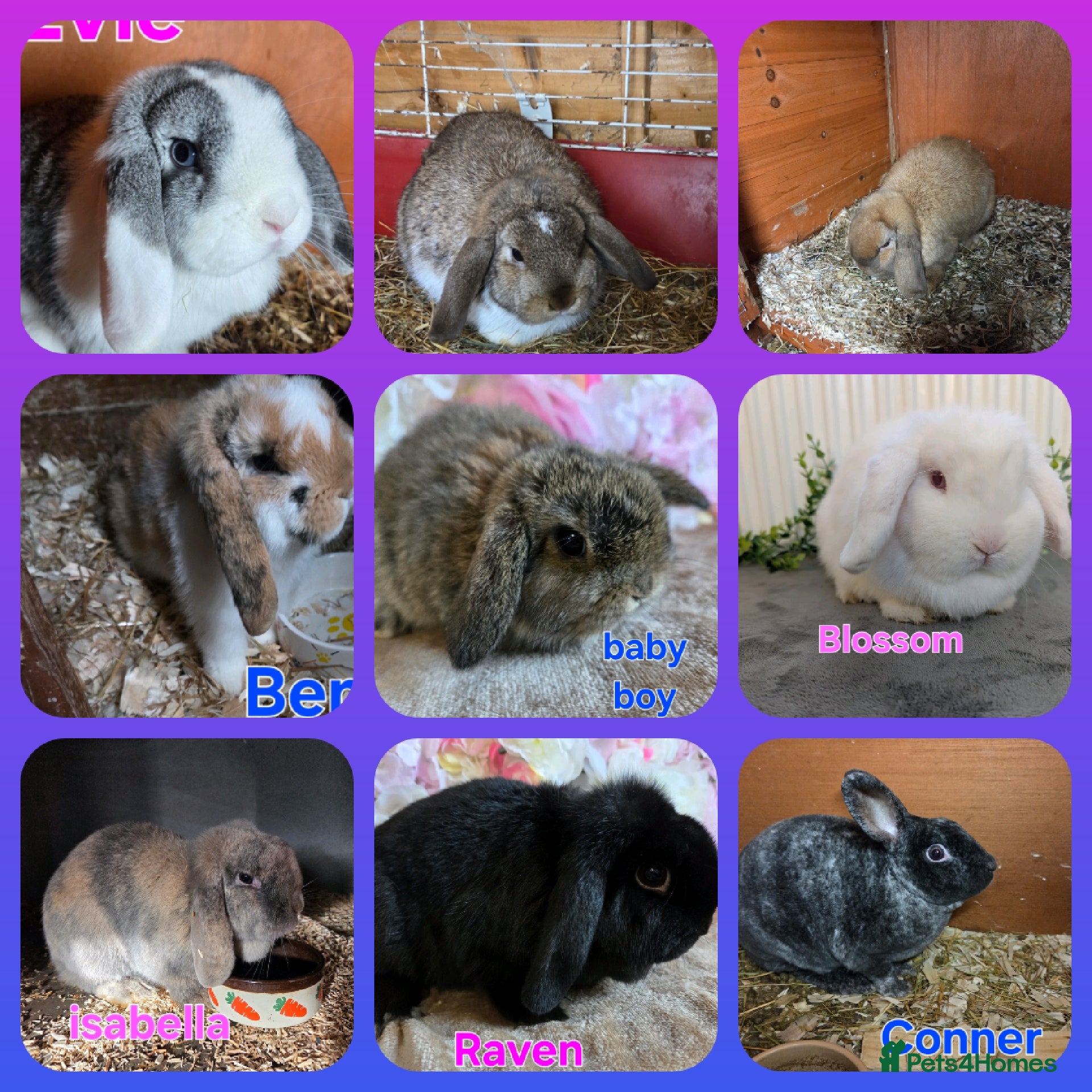 Mini Lop rabbits ❤️MORE ADDED! mini lop & mini rex boys & girls ♥️ - Advert 3
