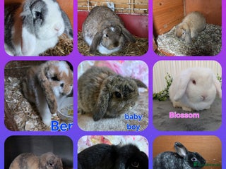 Mini Lop rabbits ❤️MORE ADDED! mini lop & mini rex boys & girls ♥️ - Advert 6