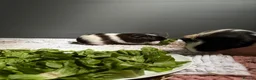 Guinea Pig rodents for sale: 3 Female Guinea pigs needing homes in Bathgate - Advert 4