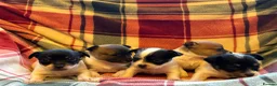 Jack Russell dogs for sale: Stunning Miniature Jack Russell Puppies  - Advert 12