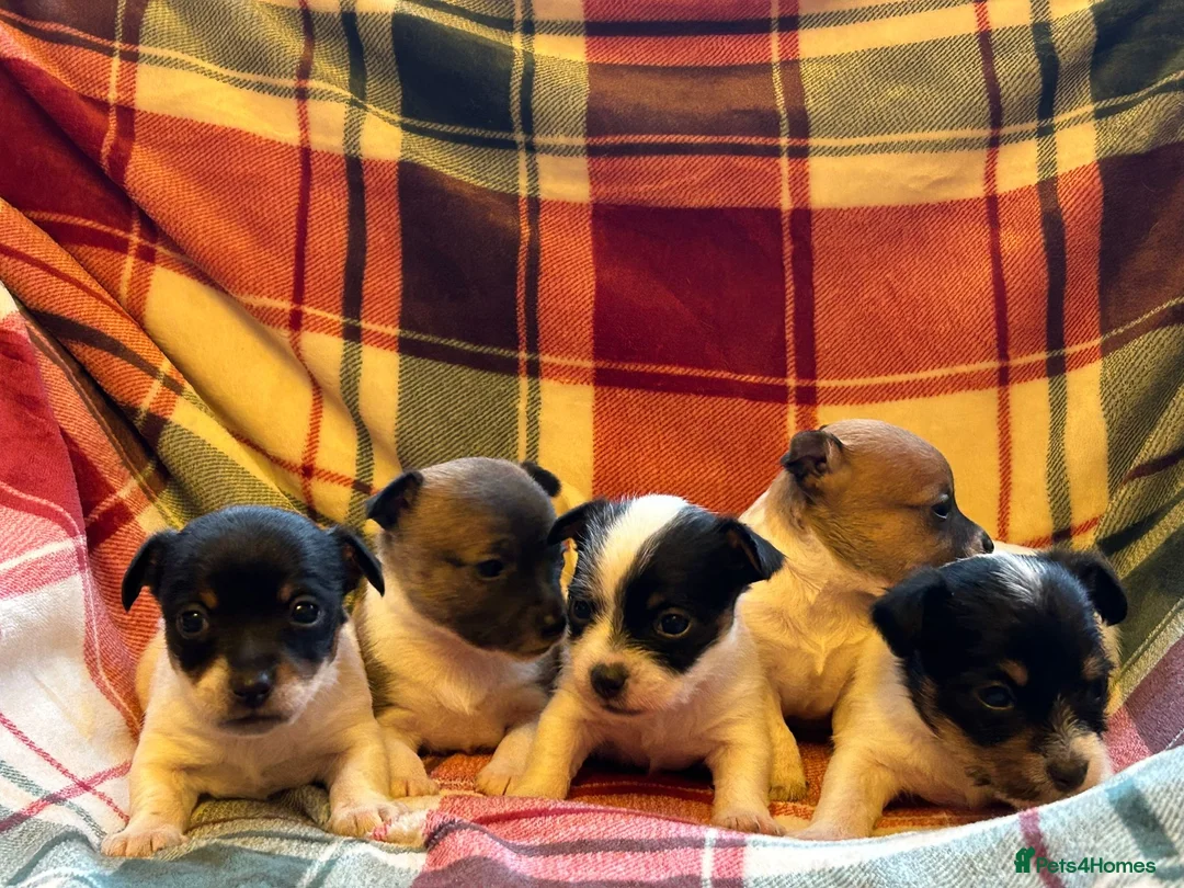 Jack Russell dogs for sale: Stunning Miniature Jack Russell Puppies  - Advert 12