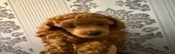 Toy Poodle dogs for sale: Tiny Toy Poodle - Advert 4