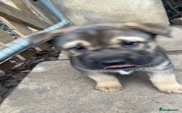Shepsky dogs for sale: Disney Dogs *Serious Contact Only**  - Image 4