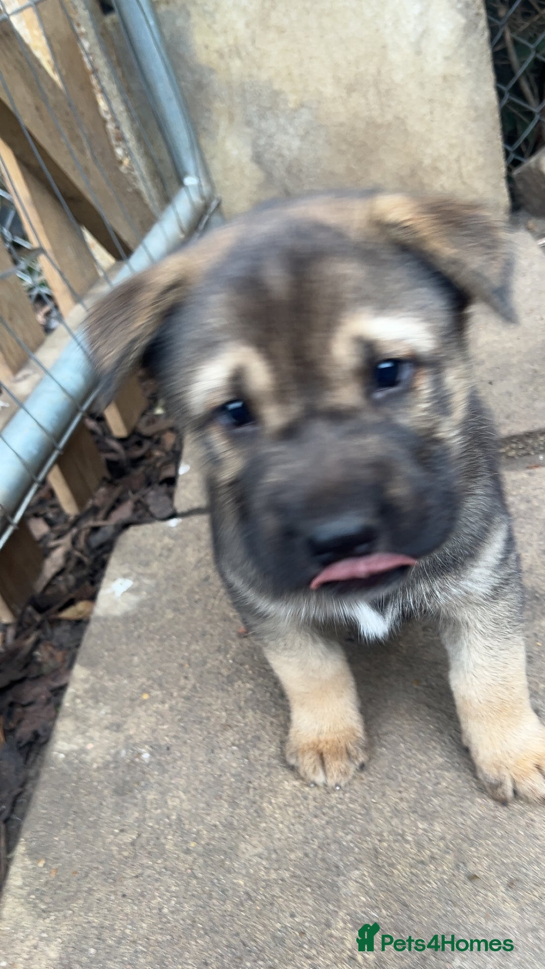 Shepsky dogs for sale: Disney Dogs *Serious Contact Only**  - Image 4