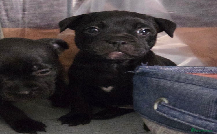 Staffordshire Bull Terrier dogs - Advert 3