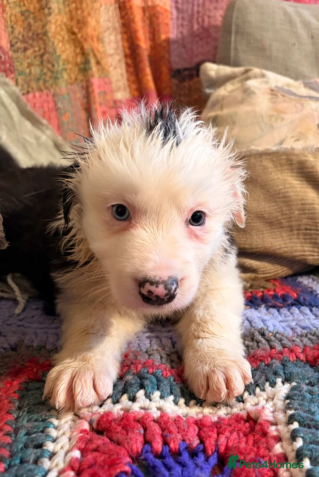 Border Collie dogs for sale: HEALTH TESTED CLEAR PARENTS BORDER COLLIE PUPS - Advert 26