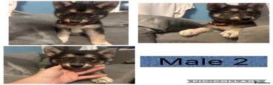 Shepsky 2